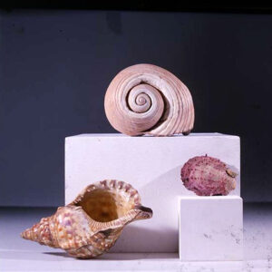 Molluschi marini