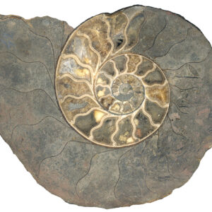 Ammonite, collezione Spallanzani