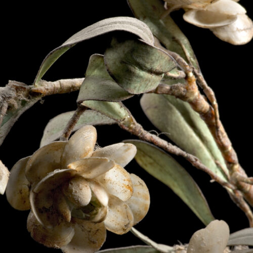 Collezione Spallanzani - Fiori artificiali fatti di conchiglie (particolare)